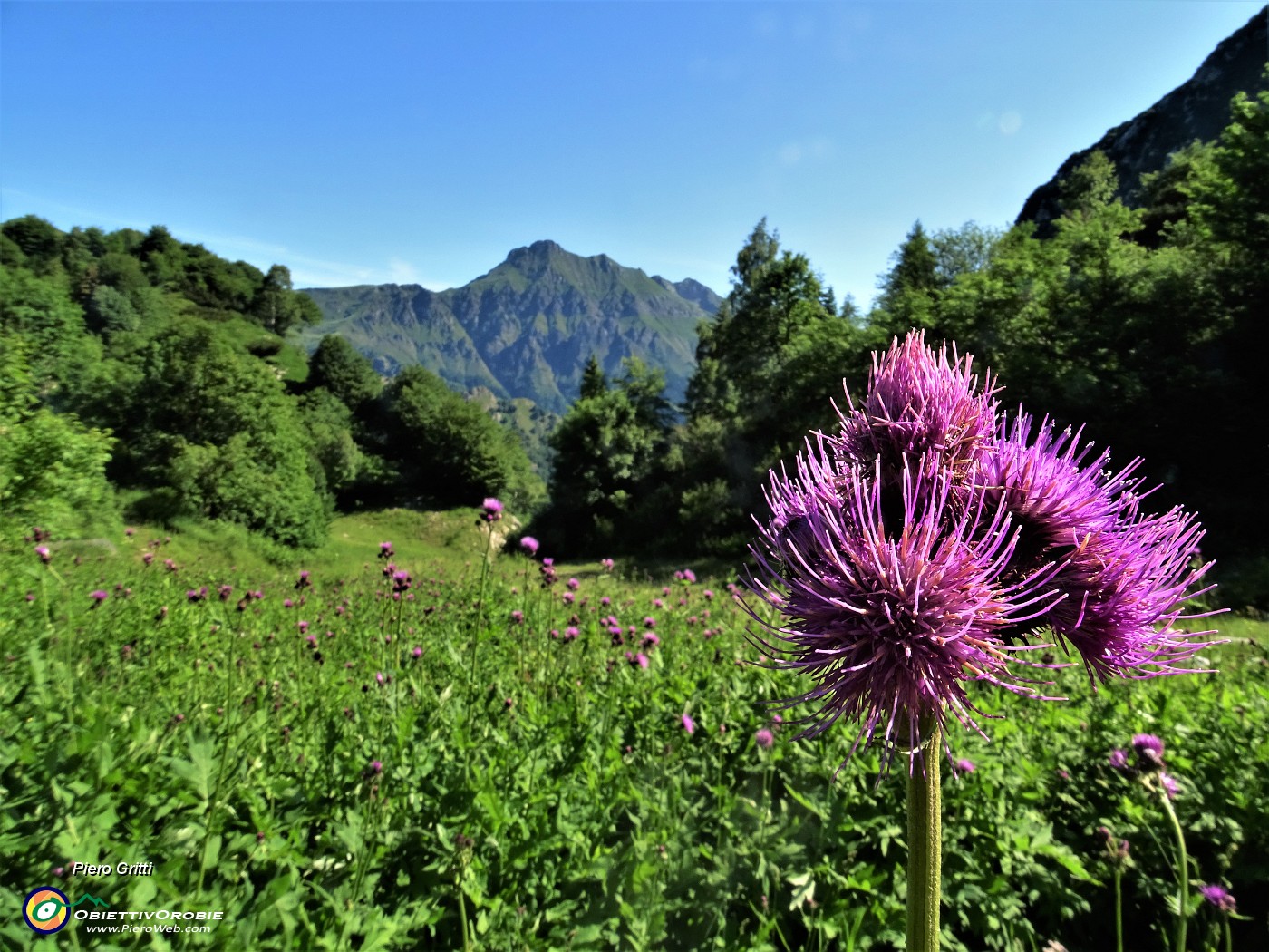 20 Fiori di cardo (Carduus crispus o Cirsium montanum) nel valloncello di salita ai Piani di Bobbio.JPG